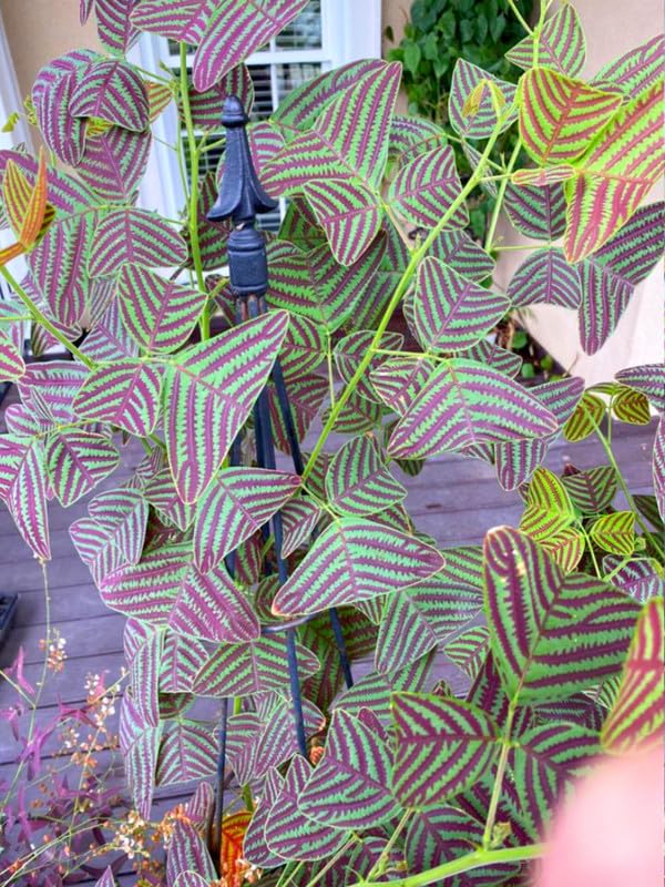 Butterfly Indoor Plant – Rare Christia obcordata Ornamental Plant - Image 5