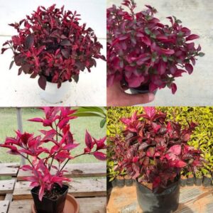 Red Hedge Flowering Plant | Red Flowering Ornamental Shrub | Live Outdoor Garden Plant