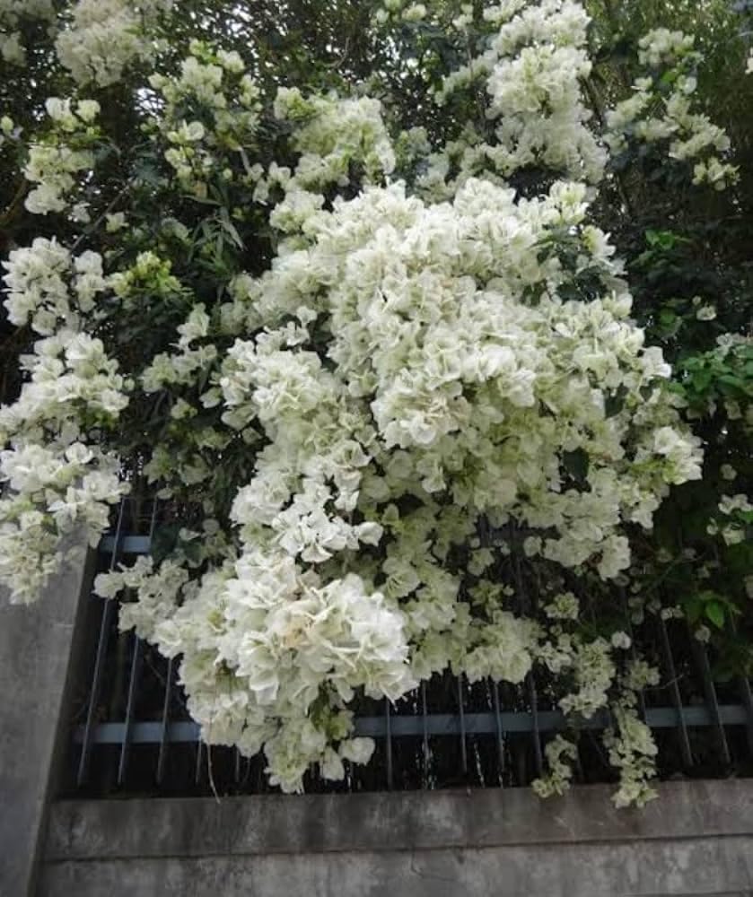 White Colour Bougainvillea (Kagoj Ful) Plant | Live White Flowering Plant for Home Garden - Image 2
