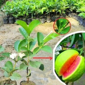 Taiwan Pink Guava Plant Fruit Plant Grafted