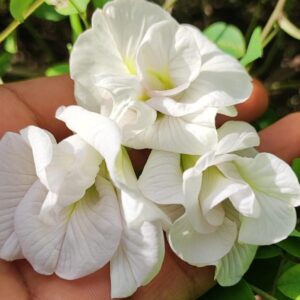 White Aparajita Butterfly Pea Flower Plant | Clitoria ternatea White Fragrant Flowering Vine for Home Garden