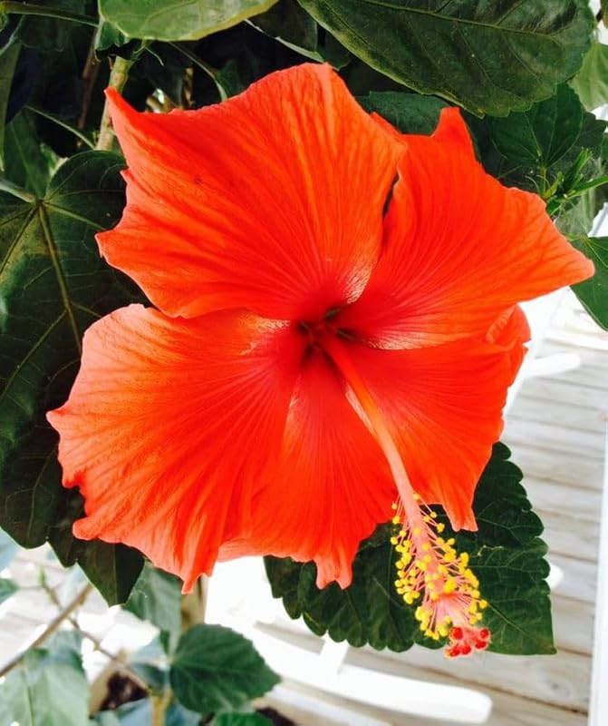 Light Orange Arhul Hibiscus Plant with Red Center – Live Flowering Plant | Garden & Pot - Image 2
