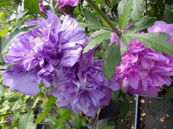 Pune Variety Soft Violet Hibiscus – A Rare & Elegant Flowering Plant - Image 2