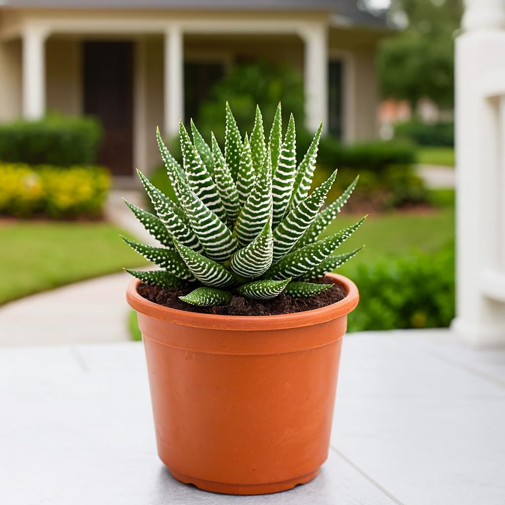 Super Zebra Haworthia Plant (Bare Rooted) | Haworthiopsis attenuata Live Succulent for Indoor Home & Office - Image 3