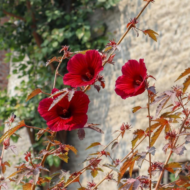 Red Cranberry Hibiscus Plant | Hibiscus acetosella Live Red Leaf & Red Flower Ornamental Plant for Home Garden - Image 2
