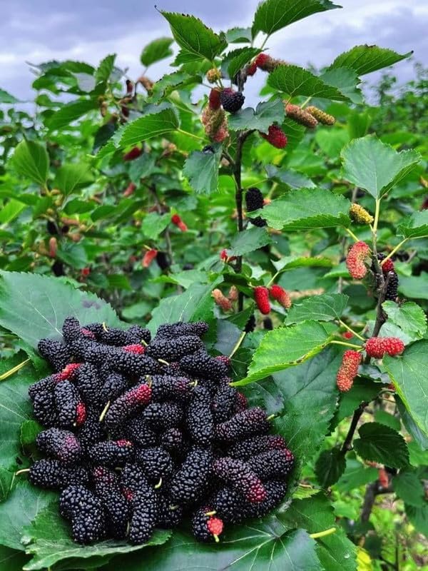 Mulberry Hybrid Plant | Black Mulberry Live Plant | Short Type Fruit Tree for Home Garden - Image 2