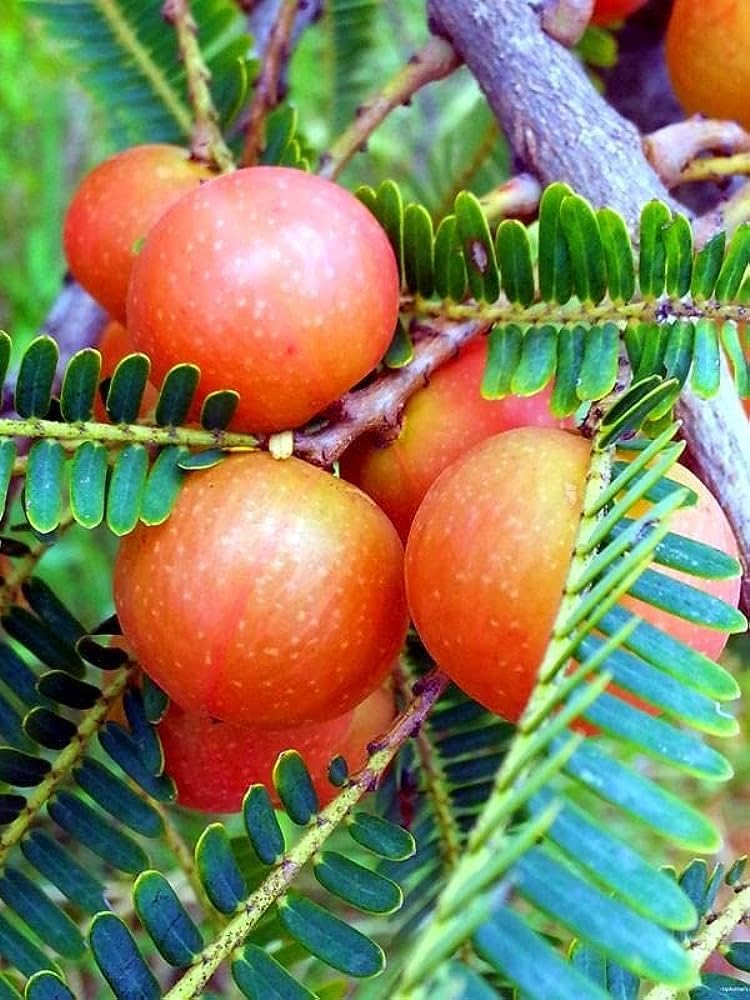 Red Amla Plant (Thai Variety Grafted) | Phyllanthus emblica Premium Live Fruit Plant for Home Garden - Image 2