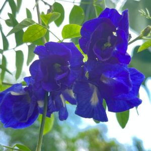 Blue Double Petal Aparajita Plant | Clitoria ternatea Double Blue Butterfly Pea Live Flowering Vine for Home Garden