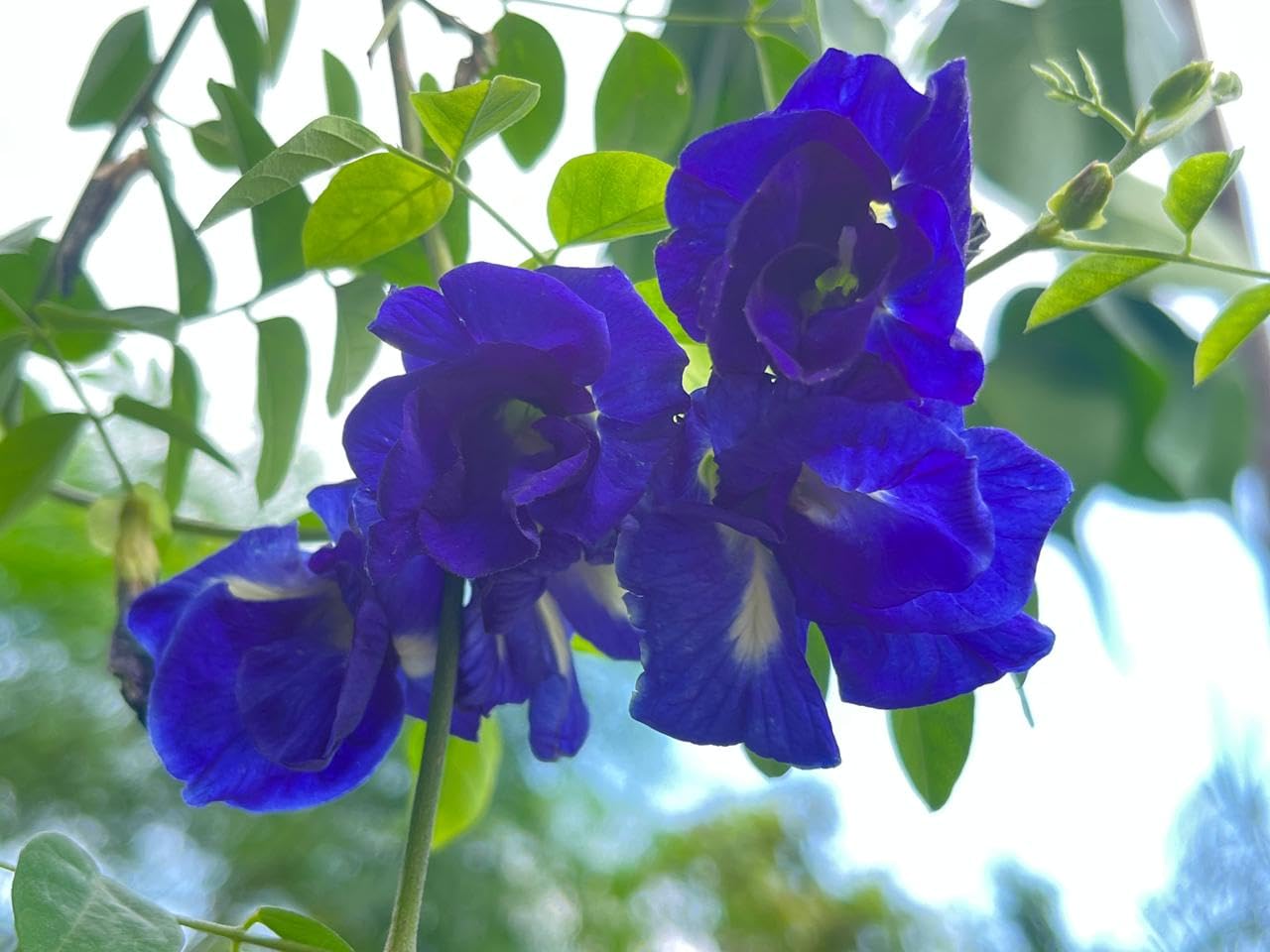 Blue Double Petal Aparajita Plant | Clitoria ternatea Double Blue Butterfly Pea Live Flowering Vine for Home Garden