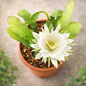 Brahma Kamal Plant | Saussurea obvallata King of Himalayan Flower Live Plant for Home Garden