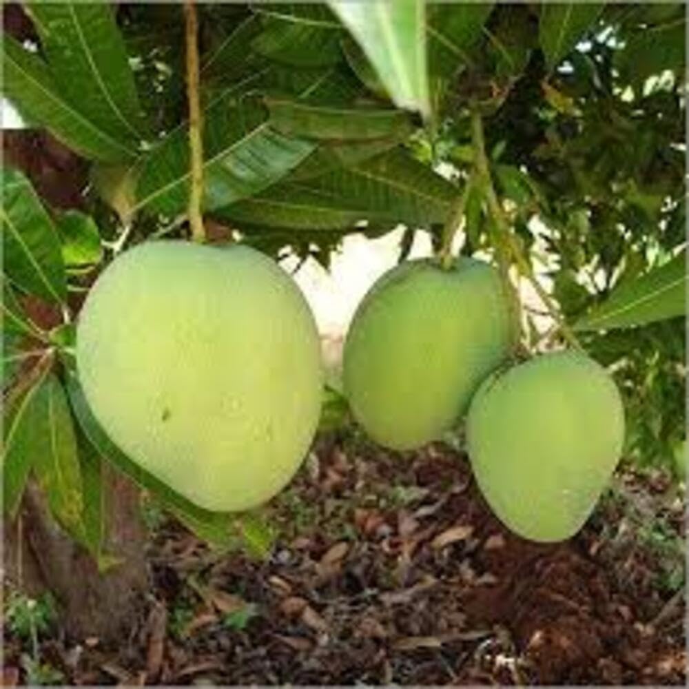 Hari Vanga Mango Plant (Grafted) | Mangifera indica Premium Sweet & Rich-Tasting Live Fruit Plant - Image 4