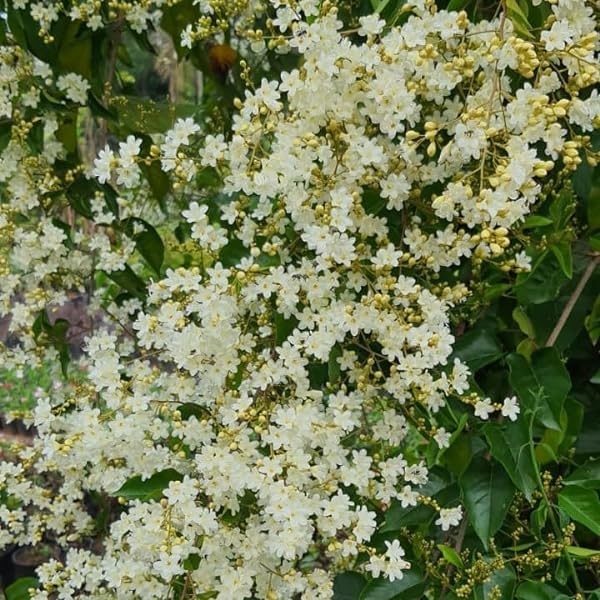 Buddha Jasmine (Juhi) Live Flower Plant | Clematis smilacifolia (Erect Clematis) Aromatic Flowering Vine for Home Garden - Image 2