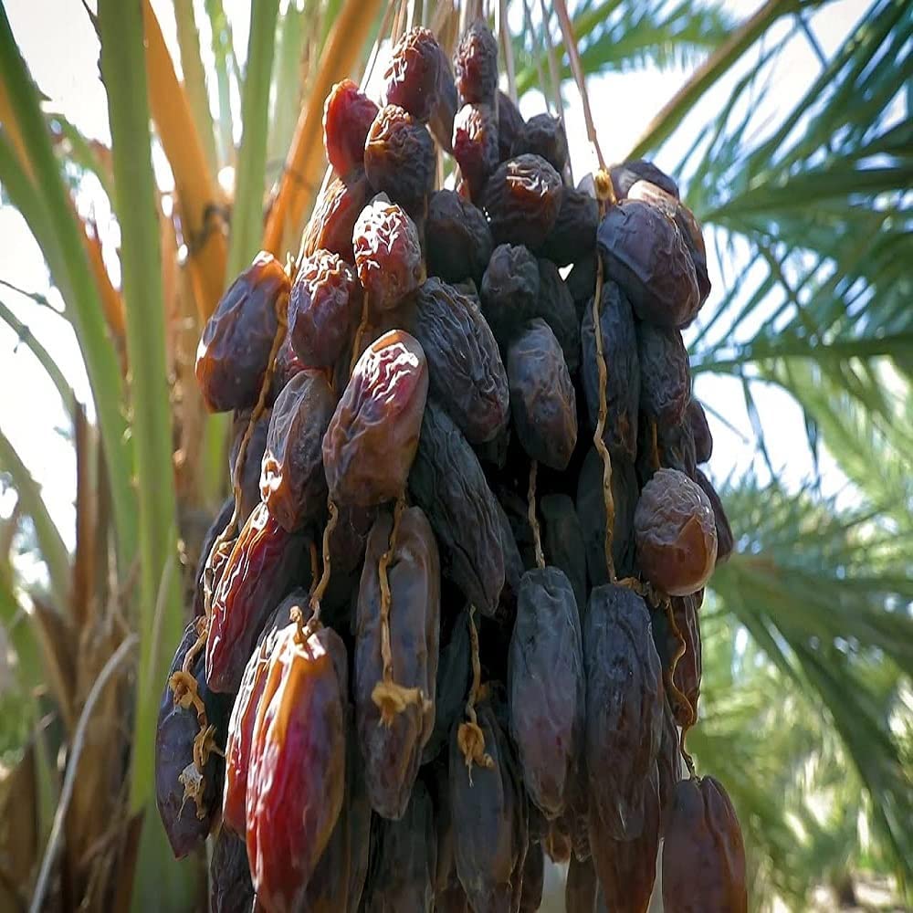 Ajwa Dates Palm Arabian Khajoor Plant | Phoenix dactylifera Premium Live Date Palm Fruit Plant for Home Garden
