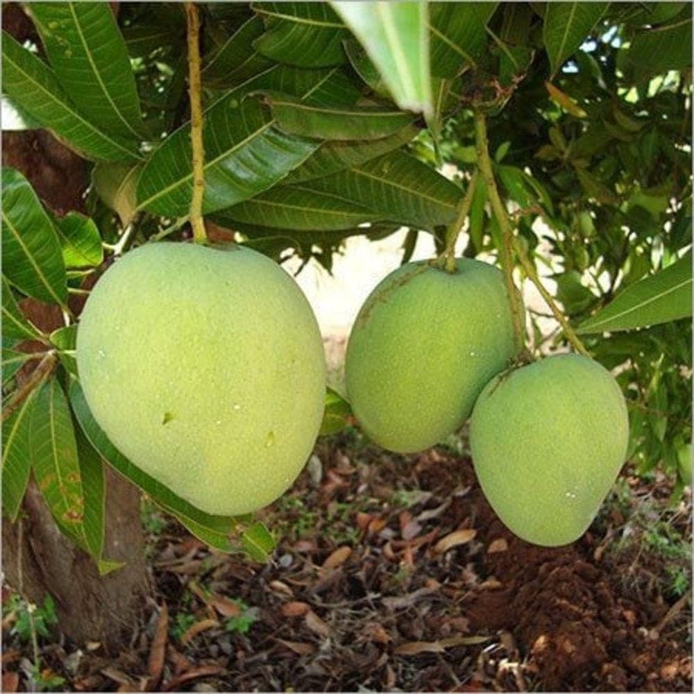 Sweet Bombay Green Mango Plant (Grafted) | Mangifera indica Premium Indian Variety Live Fruit Plant | Fruiting in 1–2 Years* - Image 4