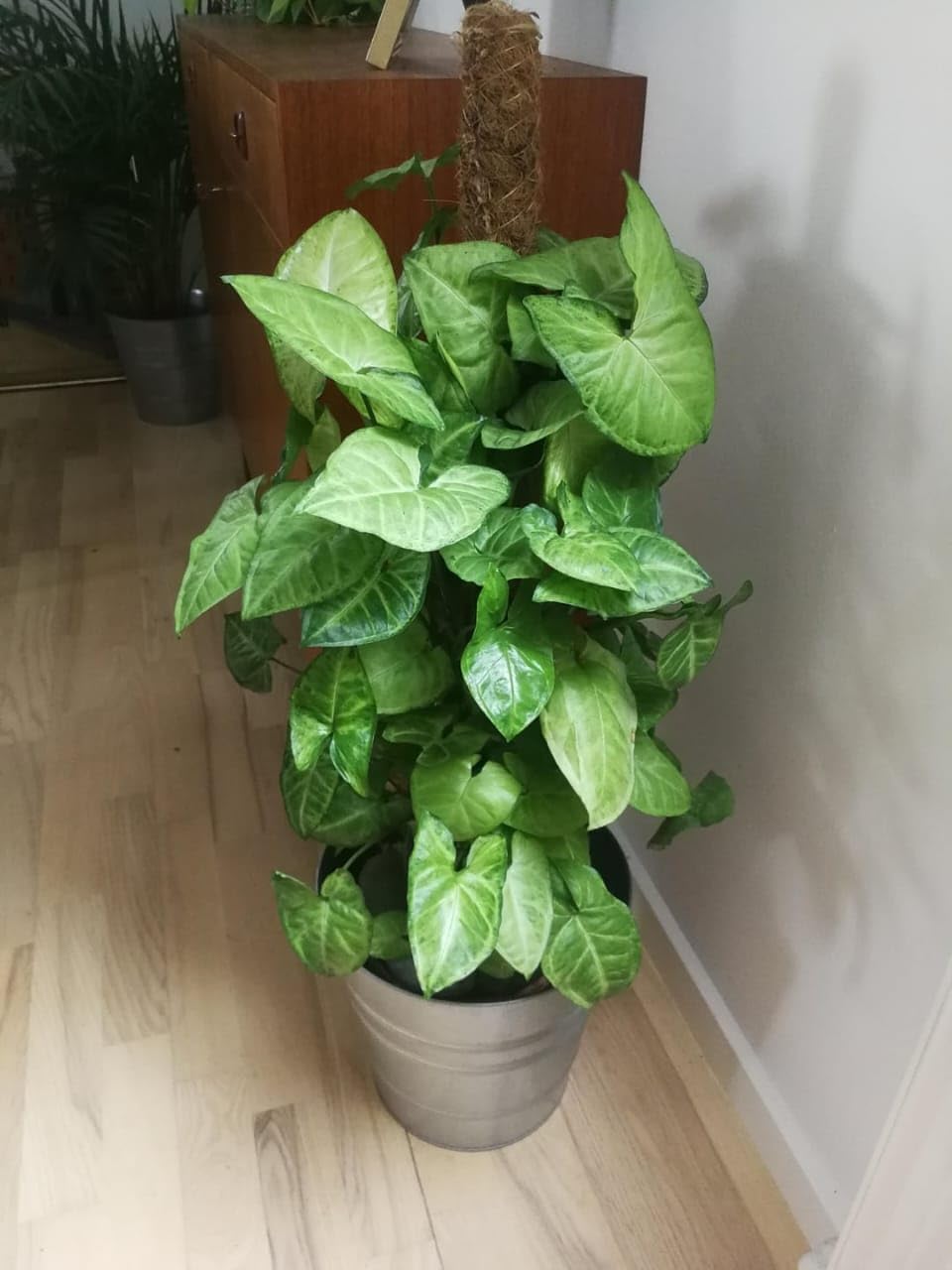 Arrowhead Plant with Pot | Syngonium podophyllum Live Indoor Foliage Plant for Home & Office - Image 3