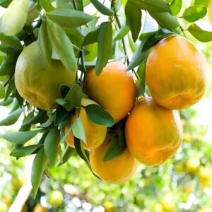 Nagpur Orange Grafted Plant | Sweet Orange Fruit Plant | Live Grafted Orange Tree for Home Garden