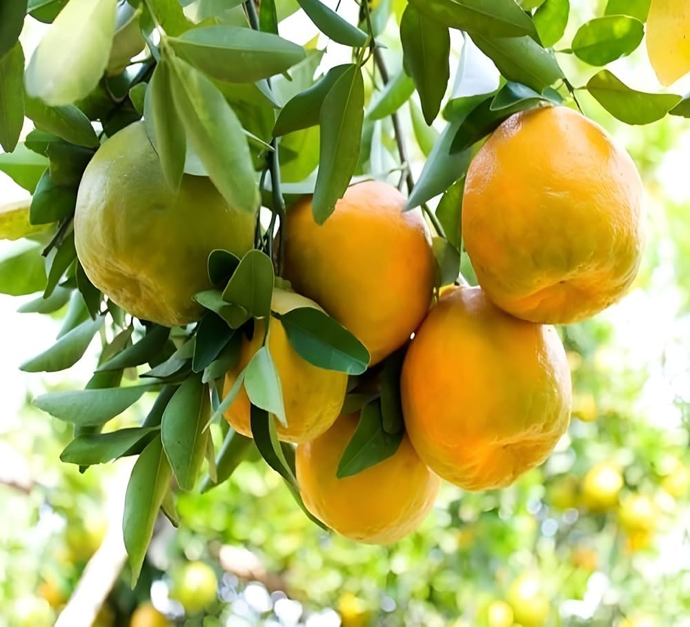 Nagpur Orange Grafted Plant | Sweet Orange Fruit Plant | Live Grafted Orange Tree for Home Garden