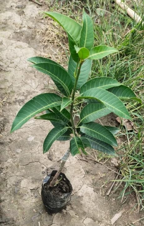 Cogshall Mango Grafted Plant – Mangifera indica | Premium Mango Fruit Plant for Home Garden - Image 3