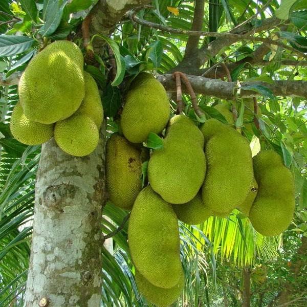 Special Vietnam Super Early Jackfruit Grafted Plant | Artocarpus heterophyllus Premium Hybrid Live Fruit Tree for Home Garden - Image 3