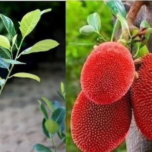 All Time Red Jackfruit Grafted Live Plant | Hybrid Red Jackfruit Tree | Artocarpus heterophyllus Premium Fruit Plant for Home Garden