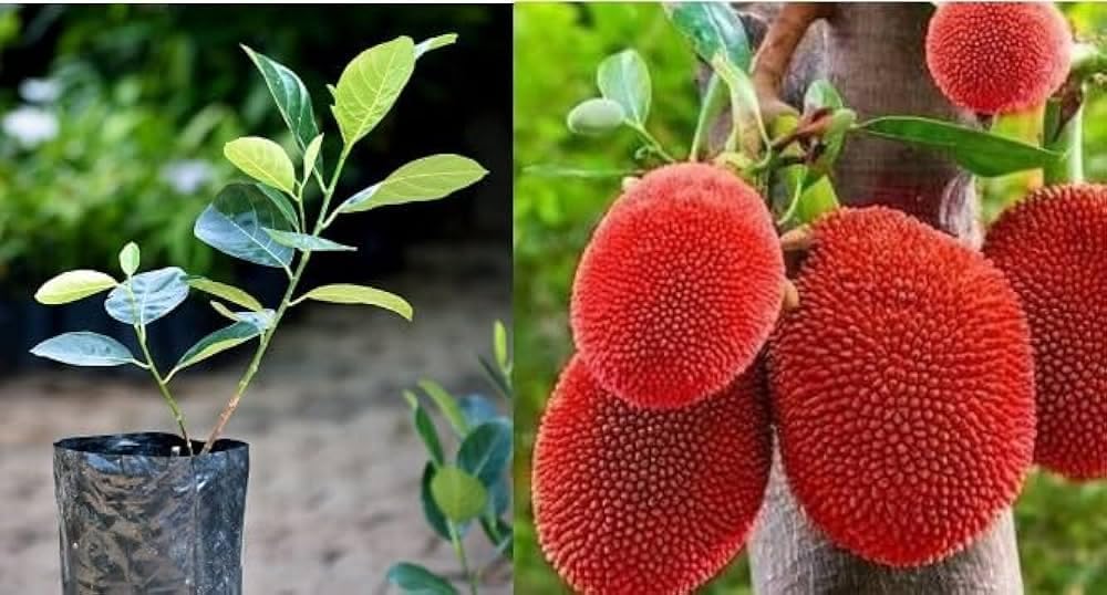 All Time Red Jackfruit Grafted Live Plant | Hybrid Red Jackfruit Tree | Artocarpus heterophyllus Premium Fruit Plant for Home Garden