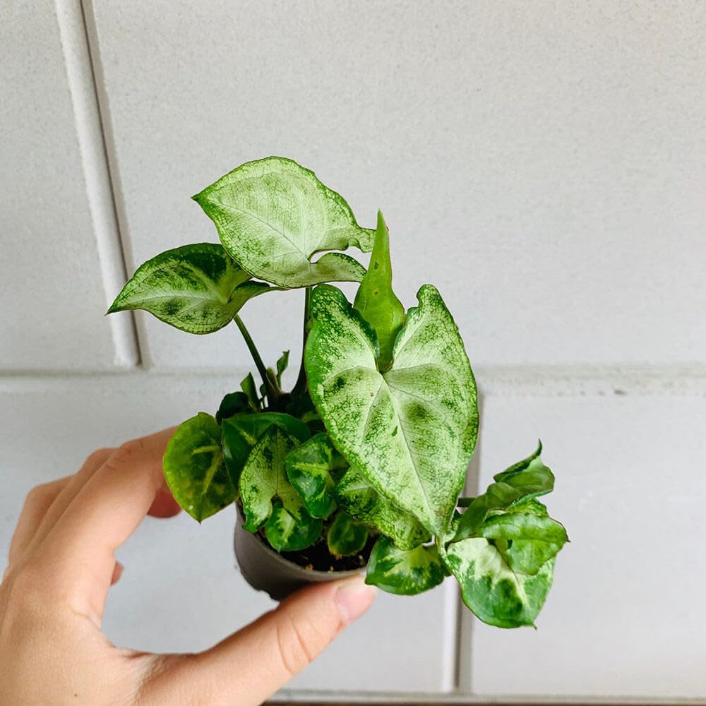 Arrowhead Plant with Pot | Syngonium podophyllum Live Indoor Foliage Plant for Home & Office - Image 2