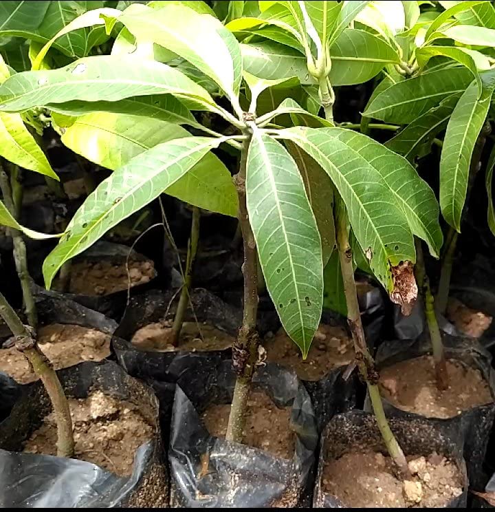 Alphonso Mango Plant (Grafted) – Premium Hapus Mango Tree for Home Garden & Orchard - Image 3