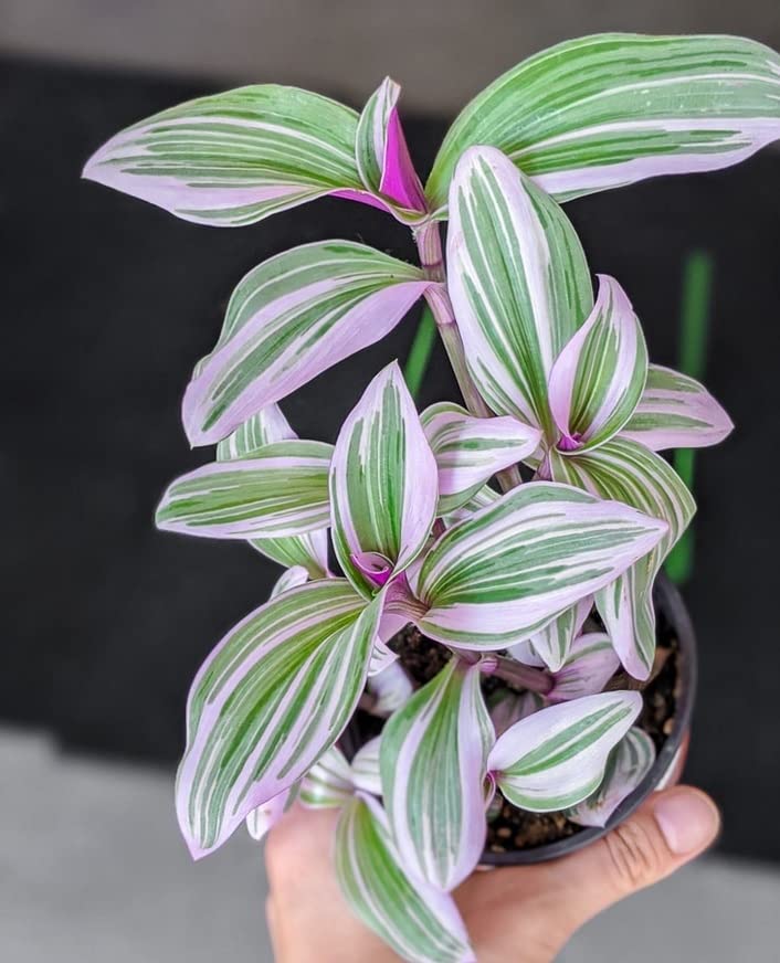 Tradescantia Nanouk ‘Lilac’ Plant – Rare Variegated Live Houseplant | Tradescantia cerinthoides - Image 2