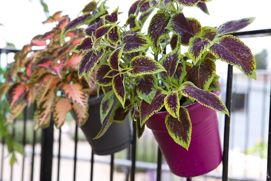 Coleus (Green Pink) Plant | Coleus scutellarioides Live Colorful Foliage Plant for Home Garden - Image 3