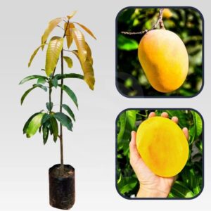 Anwar Ratol (Rataul) Mango Plant (Grafted) | Mangifera indica Premium Sweet Mango Live Fruit Plant