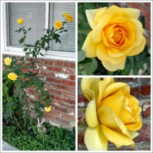 Yellow Grafted Rose Fragrant Flower Plant -Elegant, Long Blooming & Sweetly Fragrant