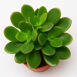 Jade Plant Succulent with Pot | Crassula ovata Live Indoor Lucky Plant for Home & Office