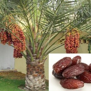 Hybrid Maryam Dates (Khajur) Plant | Phoenix dactylifera Premium Live Date Palm Fruit Plant for Home Garden