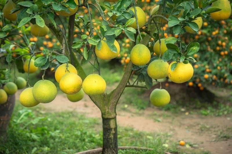Seedless Pomelo Plant | Citrus maxima Seedless Grapefruit (Jambura) Live Fruit Plant for Home Garden - Image 3