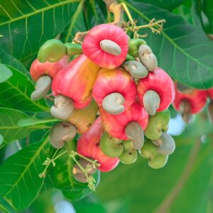 Kaju Cashew Nut Fruit Plant (Anacardium occidentale) – Healthy Tropical Tree for Home Garden & Farming