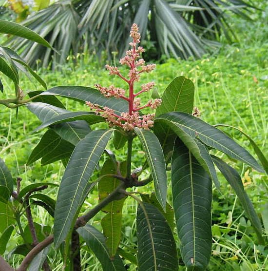 Pairi Mango Grafted Fruit Plant – Premium Traditional Indian Mango Variety - Image 3