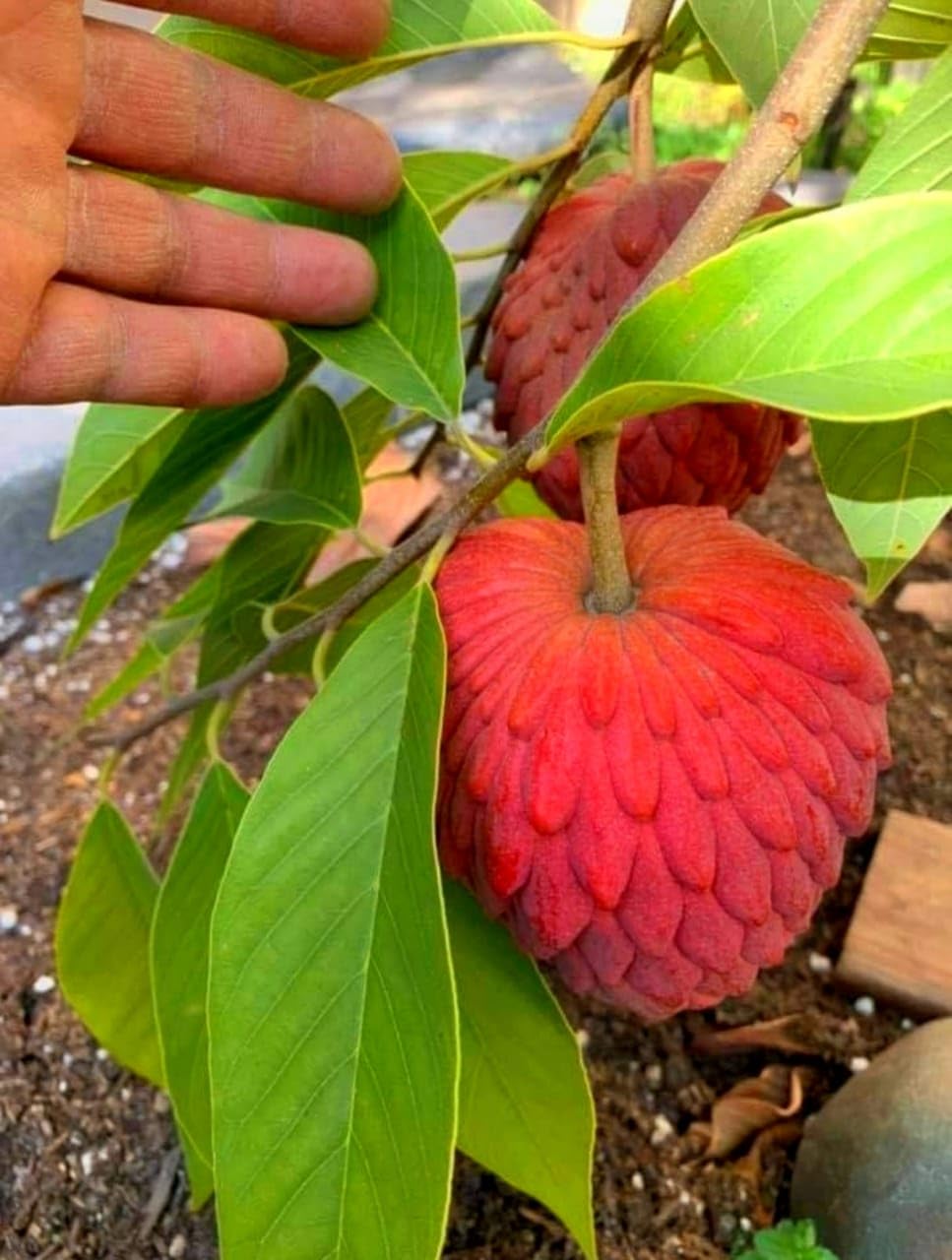 Red Custard Apple (Sugar Apple/Sitafal) Plant | Annona squamosa Premium Live Fruit Plant for Home Garden - Image 2
