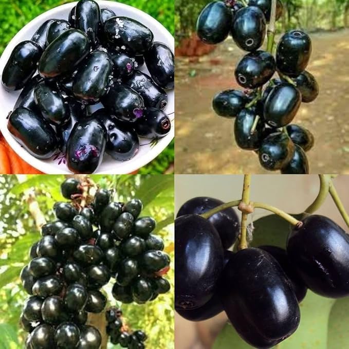 Thai Black Jamun (Jambolan) Grafted Plant | Syzygium cumini Premium Live Fruit Plant for Home Garden - Image 3
