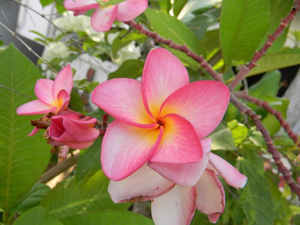 Pink Plumeria Flower Plant | Plumeria rubra Pink Frangipani Live Fragrant Champa Plant for Home Garden - Image 2