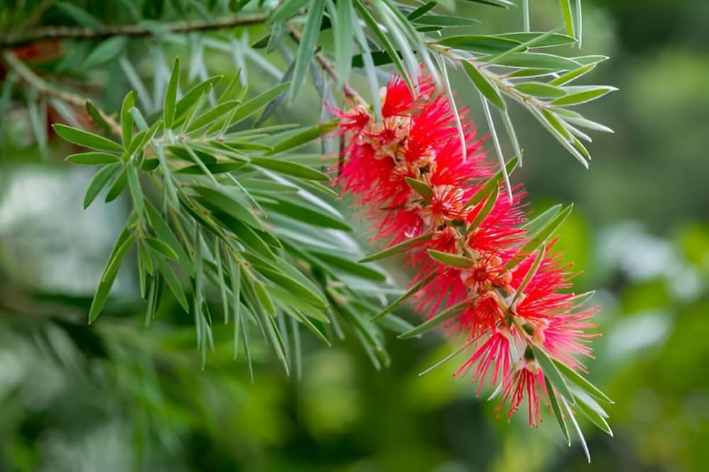 Bottle Brush Flower Live Plant | Callistemon citrinus Red Bottlebrush Flowering Plant for Home Garden - Image 3