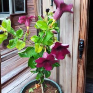 Red Allamanda Flower Plant – Exotic Tropical Beauty for Every Garden