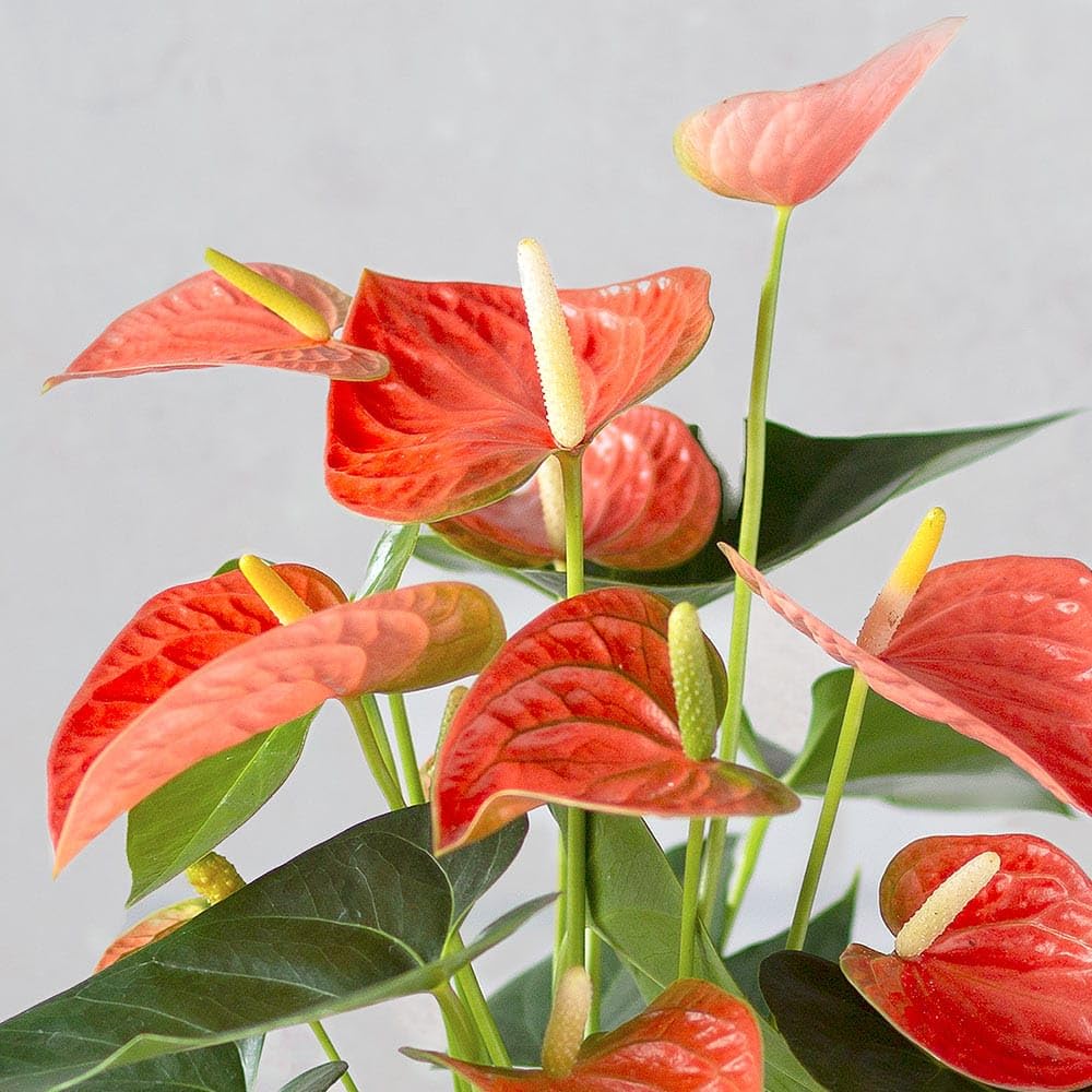 Anthurium Orange Champion (Prince of Orange) Plant With Pot | Miniature Variety | Rare Natural Live Indoor Plant - Image 2