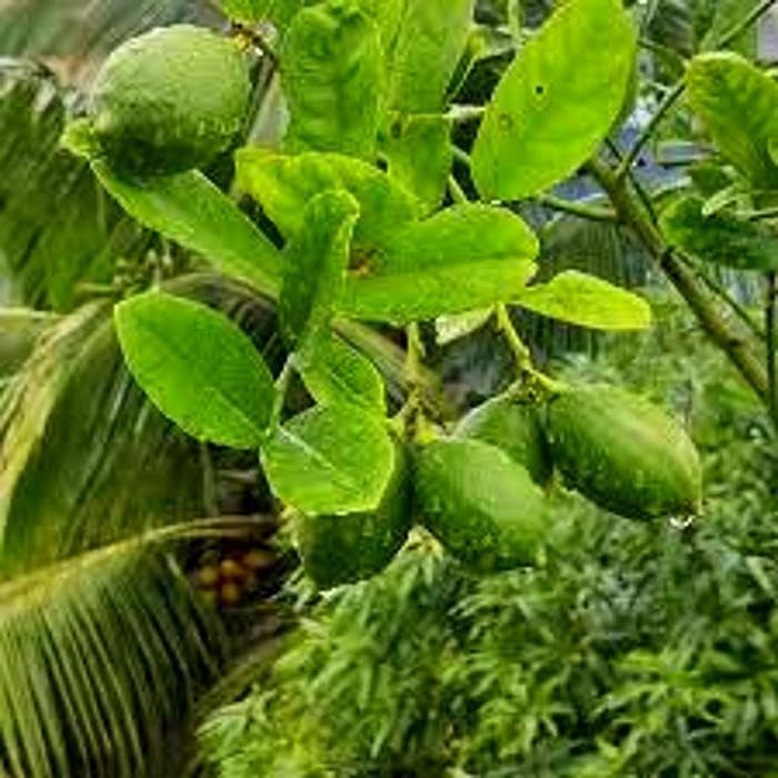 Seedless Lemon Fruit Plant | Citrus × limon Premium Grafted Live Lemon Tree for Home Garden - Image 4