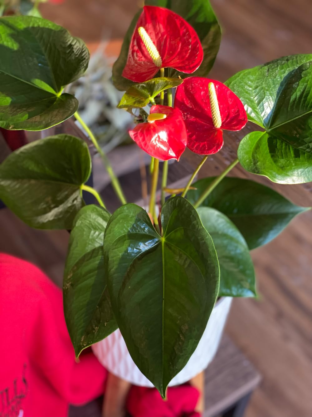 Anthurium Orange Champion (Prince of Orange) Plant With Pot | Miniature Variety | Rare Natural Live Indoor Plant - Image 5