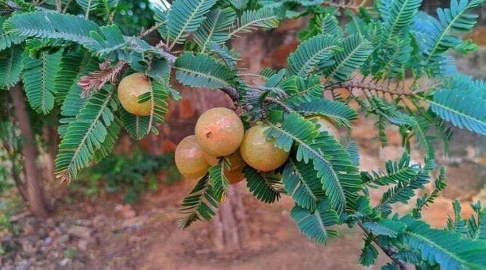 Red Amla Plant (Thai Variety Grafted) | Phyllanthus emblica Premium Live Fruit Plant for Home Garden - Image 3