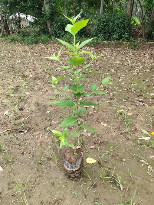 Shiuli (Harsingaar/Parijaat) – Sacred Night Flowering Jasmine for Every Indian Garden - Image 2