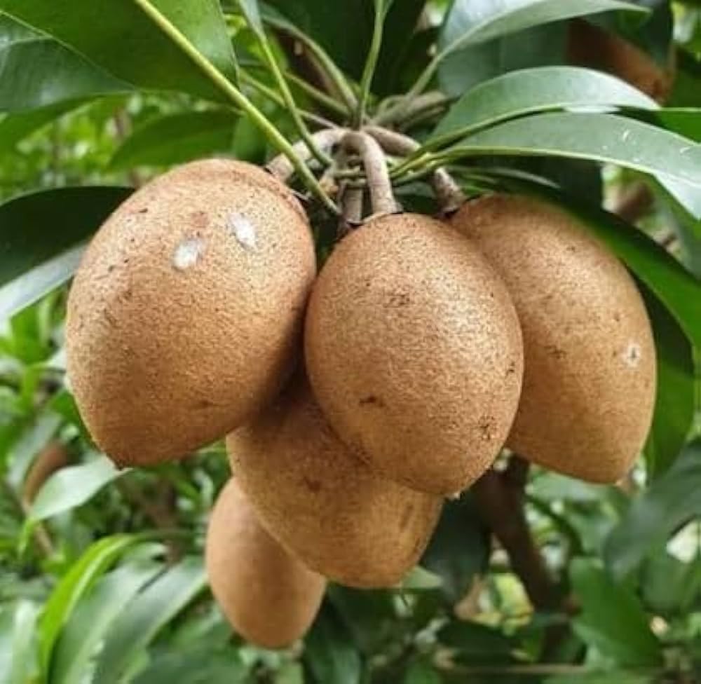 All Time Kalapatti Sapota (Chiku) Grafted Plant | Manilkara zapota Premium High Yield Live Fruit Tree for Home Garden - Image 2