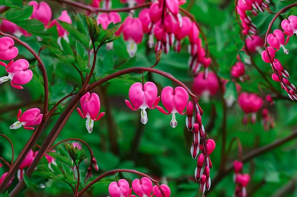 Bleeding Heart Vine Flower Plant (Red) | Clerodendrum thomsoniae Live Tropical Flowering Vine for Home Garden - Image 4