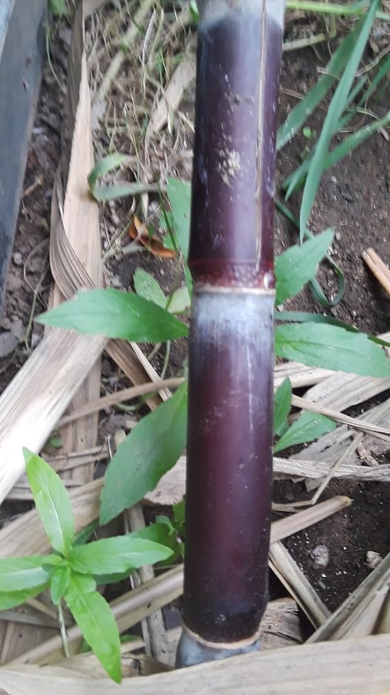Philippine Black Sugarcane Plant | Black Sugar Cane Live Plant | Exotic Sweet Sugarcane for Home Garden - Image 3