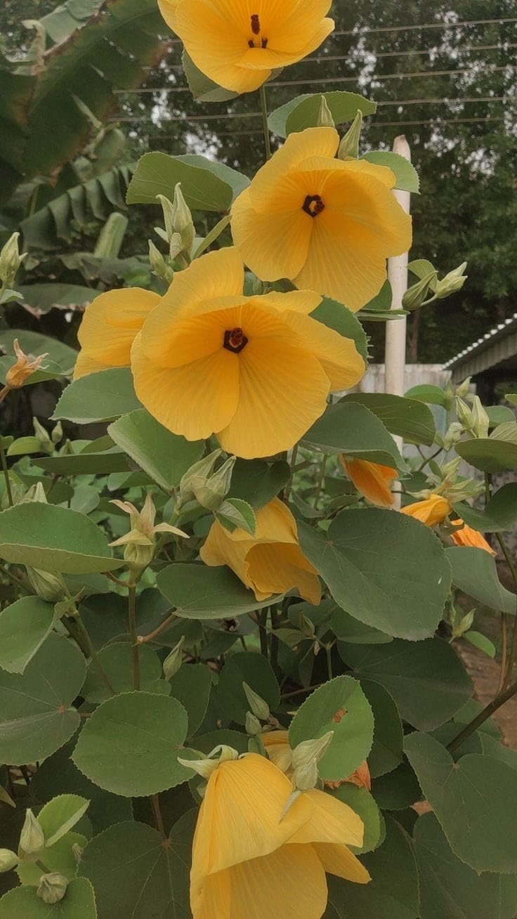 Yellow Land Lotus (Sthal Padma) Live Flower Plant | All Season Hybrid Ornamental Flowering Plant for Home Garden - Image 4